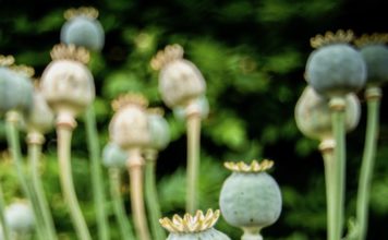 THAÏLANDE – DROGUE : 315 kilos d’héroïne saisis avant de partir pour l’Australie Opium Birmanie