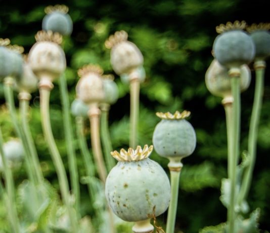 BIRMANIE – TRAFICS : Le trafic de drogue explose après le coup d’État militaire Opium Birmanie