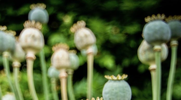 Opium Birmanie