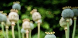 opium