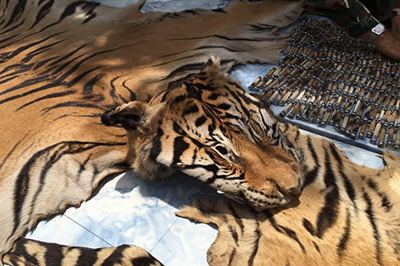 KANCHANABURI Temple des tigres : des découvertes de plus en plus accablantes