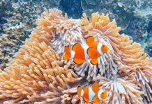 THAÏLANDE – SOCIÉTÉ : Les Thaïlandais n’auront plus accès à certaines crèmes solaires mauvaises…pour les coraux