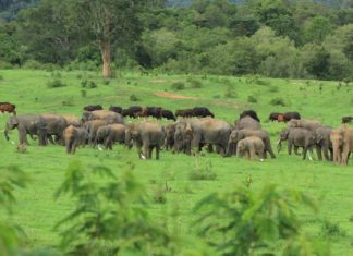 THAÏLANDE – TOURISME : L’absence de touristes profite…aux locataires des parcs animaliers thaïlandais