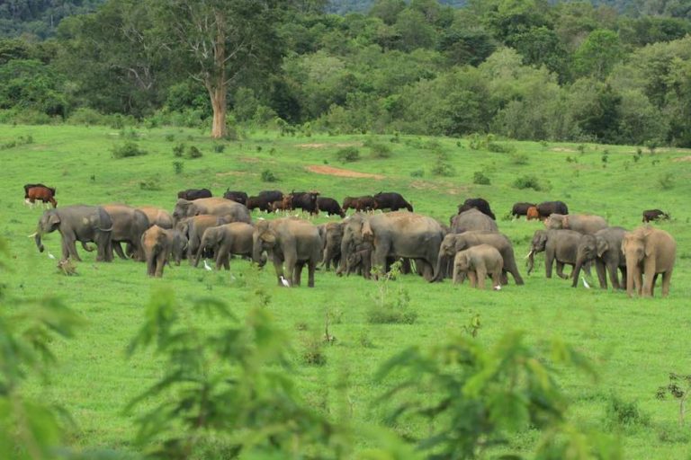 THAÏLANDE – TOURISME : L’absence de touristes profite…aux locataires des parcs animaliers thaïlandais