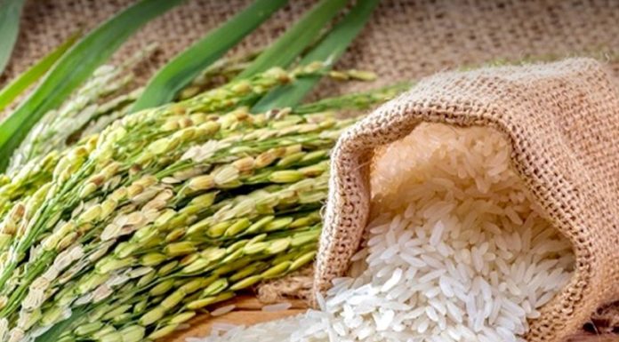 THAÏLANDE – RIZ : Des scientifiques thaïlandais mettent au point un riz résistant aux inondations exportation riz thaïlandais