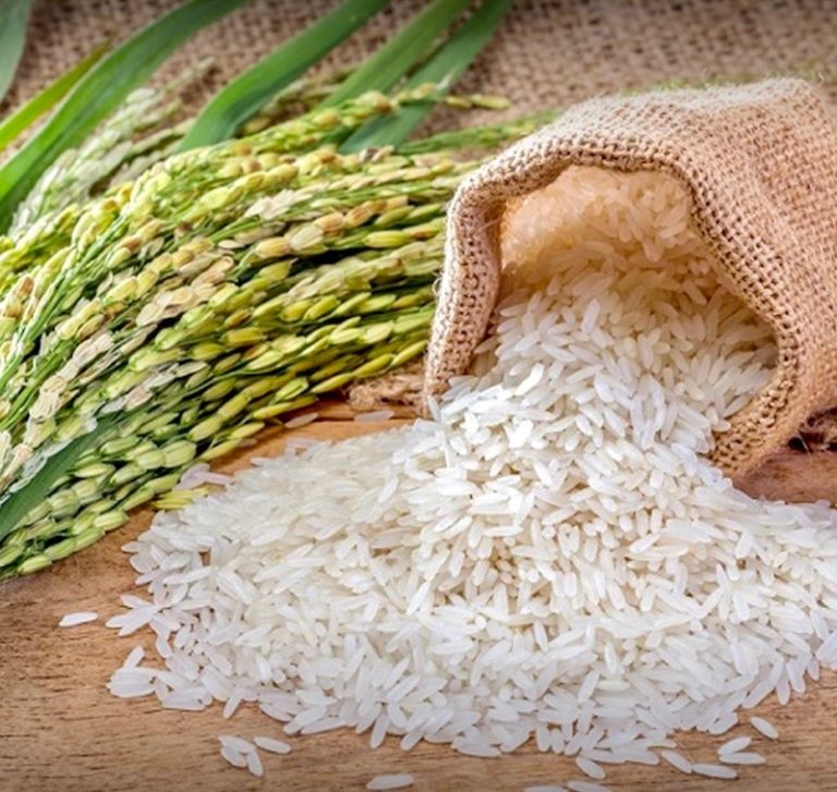 GAVROCHE HEBDO – ÉDITORIAL : Le riz, remède à la crise alimentaire mondiale ?