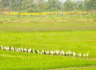 rizière en Thaïlande