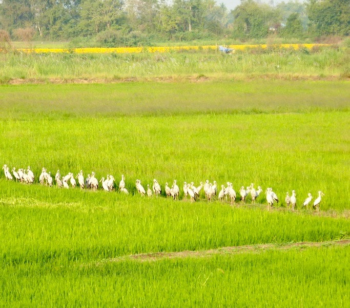 rizière en Thaïlande