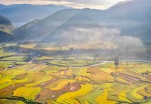 rizière Vietnam