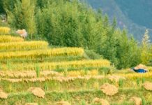 VIETNAM – VACCIN : Le Vietnam réduit la durée de la quarantaine pour les vaccinés désireux d’entrer dans le pays rizière Vietnam