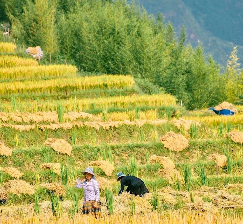 rizière Vietnam