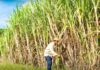 THAÏLANDE – ÉCONOMIE : L’industrie sucrière thaïlandaise sous la menace chinoise cane à sucre Thaïlande
