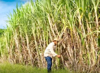 cane à sucre Thaïlande