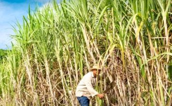 cane à sucre Thaïlande