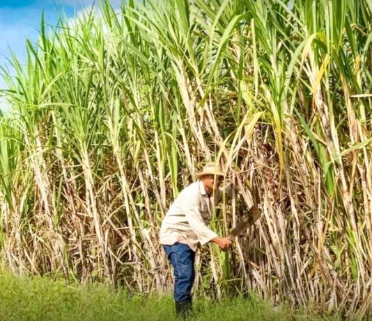 cane à sucre Thaïlande