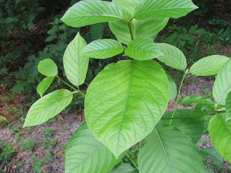 THAÏLANDE – SOCIÉTÉ : Le kratom, ce produit stupéfiant thaïlandais qui peut être cultivé et vendu