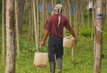 CAMBODGE – ÉCONOMIE : L’Agence Française pour le développement s’engage dans la filière du caoutchouc hevea exploitation