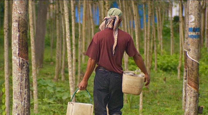 CAMBODGE – ÉCONOMIE : L’Agence Française pour le développement s’engage dans la filière du caoutchouc hevea exploitation