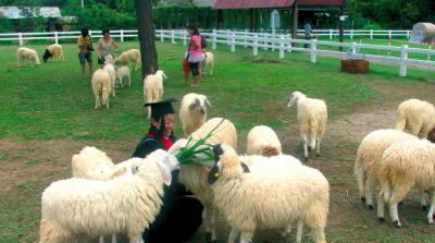 Thaïlande : Les blancs moutons aux portes de Cha-Am