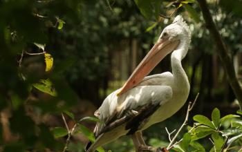 Cambodge : Des crédits carbone au secours de la biodiversité ?