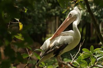 Cambodge : Des crédits carbone au secours de la biodiversité ?