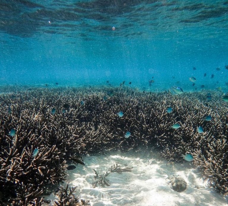 THAÏLANDE – TOURISME : L’île de Koh Lipe s’inquiète d’un retour trop rapide des visiteurs étrangers