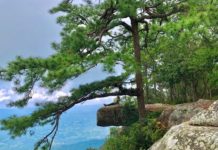 THAÏLANDE – TOURISME : Le parc national de Phu Kradueng rouvre ses portes le 1er octobre Parc national Phu Kradueng