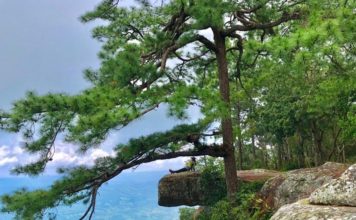 THAÏLANDE – TOURISME : Le parc national de Phu Kradueng rouvre ses portes le 1er octobre Parc national Phu Kradueng