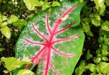 THAÏLANDE – SOCIÉTÉ : La crise du Covid fait la fortune d’une fleuriste de Chiang Mai