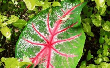 THAÏLANDE – SOCIÉTÉ : La crise du Covid fait la fortune d’une fleuriste de Chiang Mai