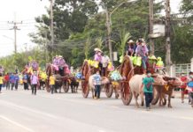 festival chonburi buffles