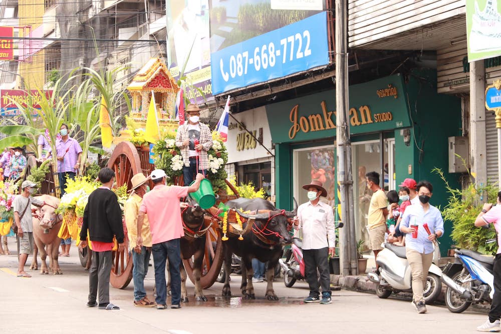 Festival Chonburi buffles