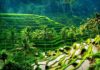 riziere bali
