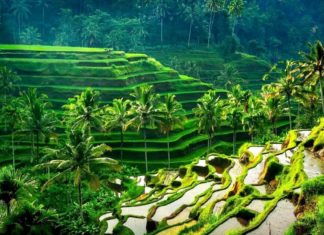 riziere bali