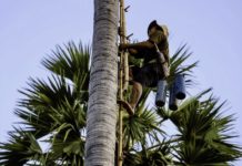 CAMBODGE – ÉCONOMIE : A Kompong Speu, le marché du sucre de palme explose collecte sucre palmier Cambodge