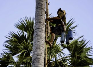 collecte sucre palmier Cambodge