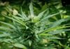 Cannabis médical Thaïlande