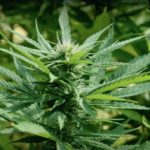 Cannabis médical Thaïlande
