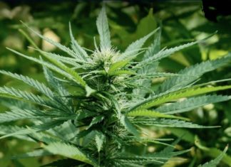 Cannabis médical Thaïlande