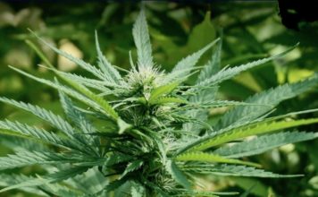 Cannabis médical Thaïlande
