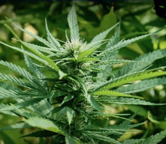 Cannabis médical Thaïlande