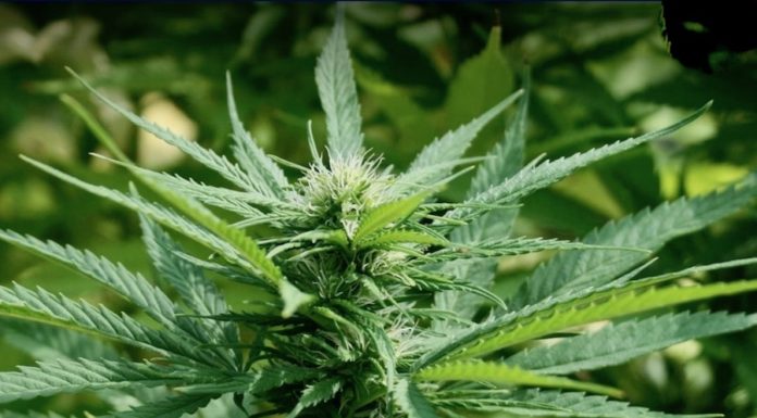 Cannabis médical Thaïlande