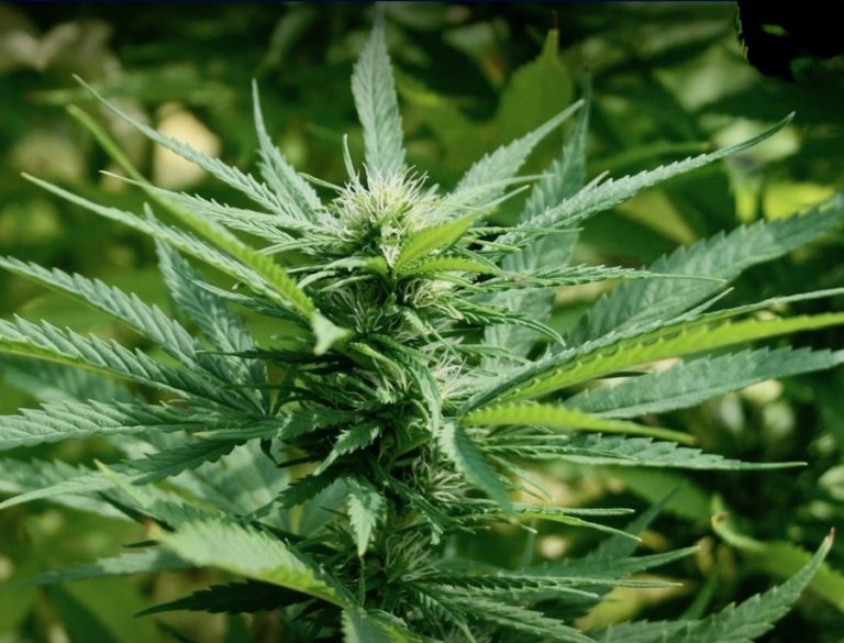 THAÏLANDE – SOCIÉTÉ : Le cannabis anti-cancer, nouvelle formule magique de la pharmacopée thaïlandaise