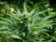 Cannabis médical Thaïlande
