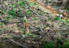 INDONÉSIE – SOCIÉTÉ : Les ravages de la déforestation n’ont pas cessé en 2024 déforestation