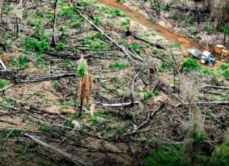 déforestation