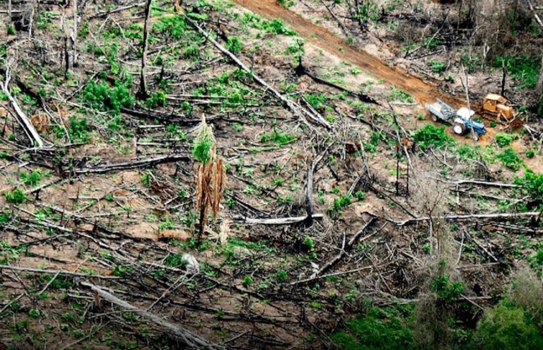 INDONÉSIE – SOCIÉTÉ : Les ravages de la déforestation n’ont pas cessé en 2024