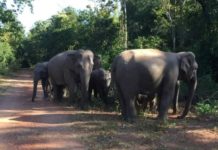 THAÏLANDE – TOURISME : Les habitants de Chanthaburi sont invités à se méfier des éléphants sauvages éléphants sauvages Chanthaburi