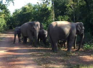 éléphants sauvages Chanthaburi