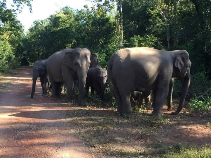 éléphants sauvages Chanthaburi